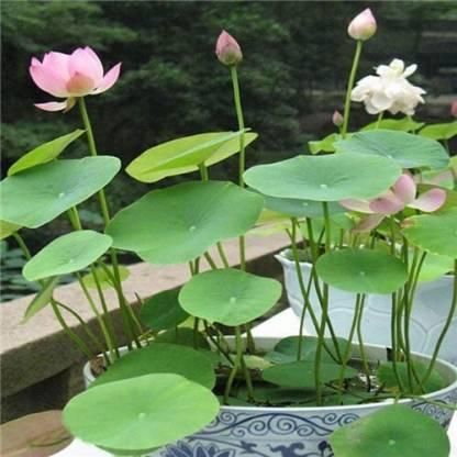 Bonsai Lotus Flower Seeds (50pc)