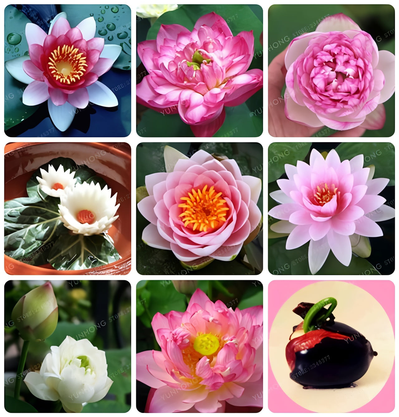 Bonsai Lotus Flower Seeds (50pc)