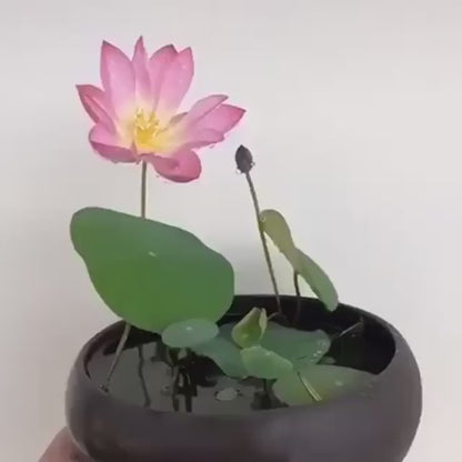 Bonsai Lotus Flower Seeds (50pc)
