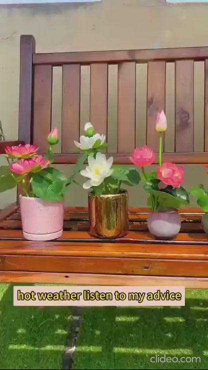 Bonsai Lotus Flower Seeds (50pc)
