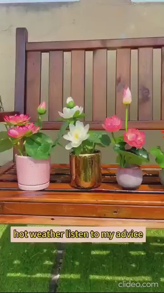 Bonsai Lotus Flower Seeds (50pc)